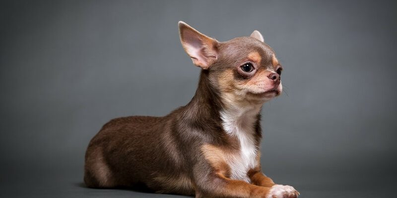 всё о породе чихуахуа