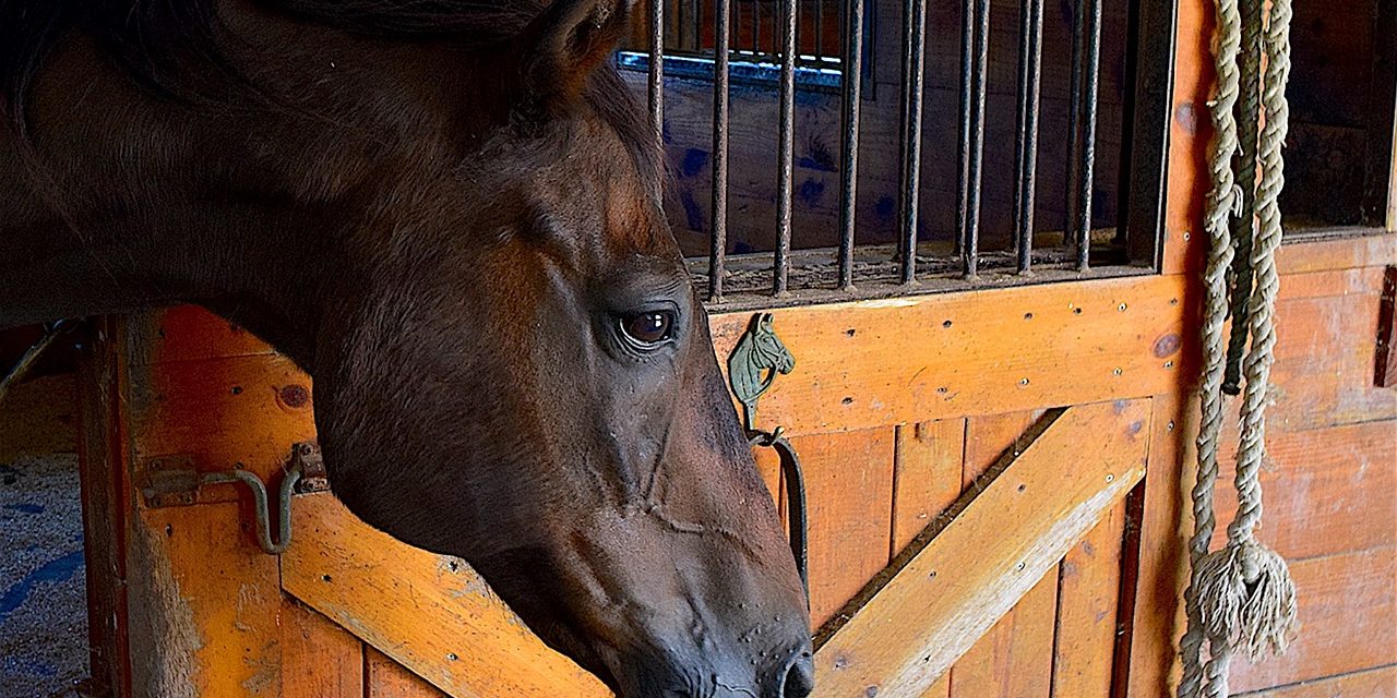 анималотерапия иппотерапия